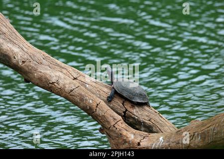 Indische Schwarze Schildkröte (Melanochelys trijuga), Erwachsene, ruht sich auf dem Baumstamm über dem Wasser, Sri Lanka Stockfoto