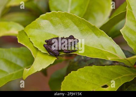 Philautus stictomerus, ein endemischer Frosch aus Sri Lanka. Sinharaja, Sri Lanka Stockfoto