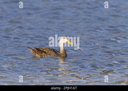 Melierte Ente (Anas fulvigula), Erwachsene, schwimmend, utricularia ochroleuca (U.) (U.) S.A. Stockfoto