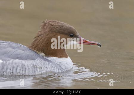 Merganser (Mergus merganser), weiblich, Nahaufnahme des Kopfes, Schwimmen, Naturschutzgebiet Pensthorpe, Norfolk, England, Vereinigtes Königreich Stockfoto