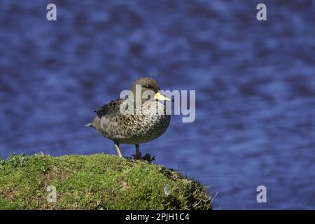 Südamerikanischer Teal, chilenischer Teal, Gelbkopftees (Anas flavirostris), Enten, Gänsevögel, Tiere, Vögel, Gesprenkelt oder Gelb - Blaugrün Stockfoto