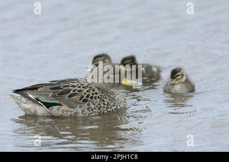 Südamerikanischer Teal, chilenischer Teal, Gelbkopftees (Anas flavirostris), Enten, Gänse, Tiere, Vögel, Gesprenkeltes Teal, Erwachsener, mit Entenküken auf Wasser Stockfoto