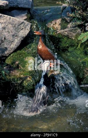 Torrent-Ente (Merganetta armata) Paar in schnell fließendem Wasser, ruft (S) Stockfoto