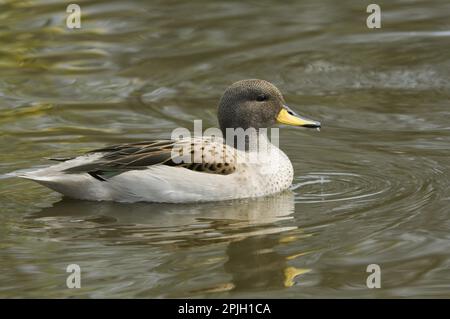 Südamerikanischer Teal, chilenischer Teal, Gelbkopftees (Anas flavirostris), Enten, Gänsevögel, Tiere, Vögel, Gesprenkeltes blaugrün „Sharp-Winged Teal“ Stockfoto