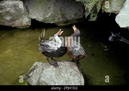 Torrent-Ente (Merganetta armata), Torrent-Ente, Gänse, Halb-Gänse, Tiere, Vögel, Torrent Duck Pair, Anzeige HK001528 (S) Stockfoto