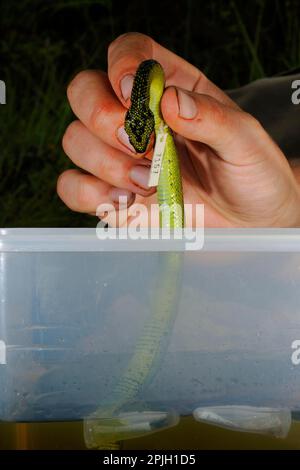 Forscher lagern alkoholkonservierte Nitsche Bush Viper (Atheris nitschei) Tote Probe in Ethanol, mit Gewebeproben für die molekulare Analyse Stockfoto