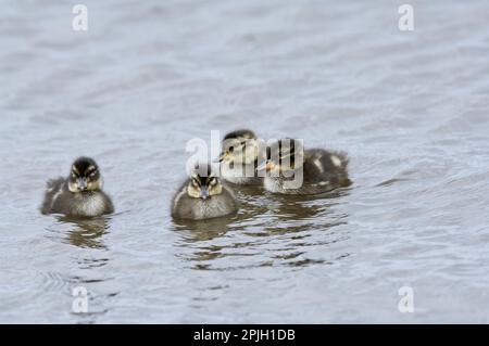 Südamerikanischer Teal Teal Teal, chilenischer Teal, Gelbkopftees (Anas flavirostris), Enten, Gänsevögel, Tiere, Vögel, Gesprenkeltes Teal vier Stockfoto