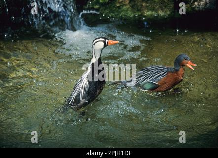 Torrent-Ente (Merganetta armata), Torrent-Ente, Gänse, Halb-Gänse, Tiere, Vögel, Torrent-Ente-Paar im Wasser Stockfoto