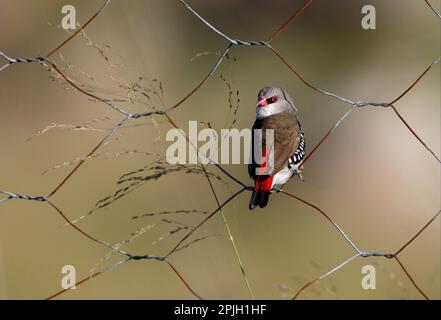 Diamond FiRetail (Stagonopleura guttata), Erwachsener, hoch oben auf einem Drahtzaun, Fütterung von Grassamen, Südost-Queensland, Australien Stockfoto