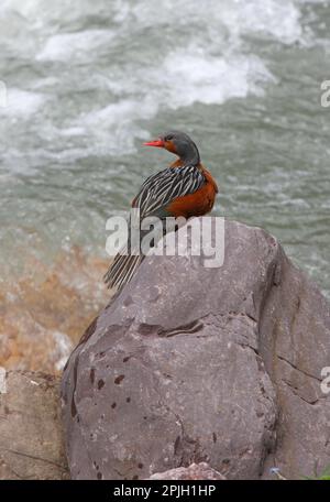 Torrent Duck (Merganetta armata berlepschi), weiblich, auf einem Felsen neben Stromschnellen, Jujuy, Argentinien Stockfoto