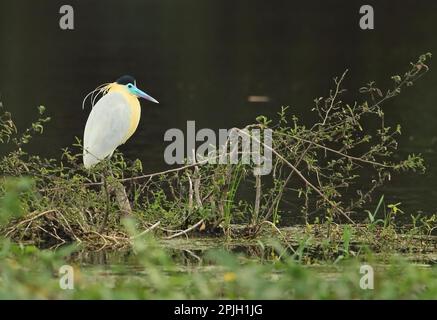 Kappenreiher (Pilherodius pileatus), Erwachsener, auf einem Ast am Rand des Wassers, Atlantischer Regenwald, Reserva Ecologica de Guapi Assu, Rio de Janeiro Stockfoto