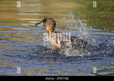 Ente mit weißem Rücken, Ente mit weißem Rücken, Ente mit weißem Rücken, Ente mit weißem Rücken, Ente mit weißem Rücken, Weiße Enten, Gänsevögel, halbe Gänse, Tiere Stockfoto