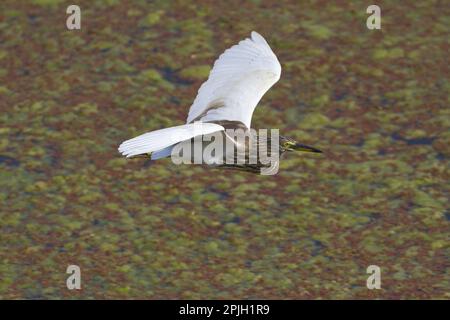 indischer Teichreiher (Ardeola grayii), ausgewachsen, nicht zuchtendes Gefieder, im Flug über Wasser, Keoladeo Ghana N. P. (Bharatpur), Rajasthan, Indien Stockfoto