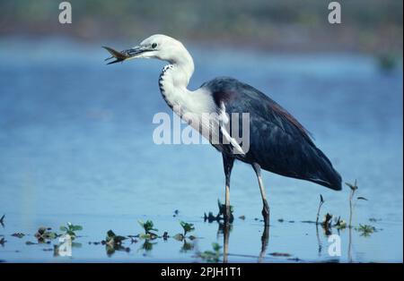 Weißhalsreiher, der im flachen Wasser steht, mit Fischen im Schnabel Stockfoto