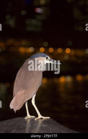 Roter Nankeen-Nachtreiher (Nycticorax caledonicus), Erwachsener mit nächtlichen Lichtreflexionen im Wasser, Melbourne, Victoria, Australien Stockfoto