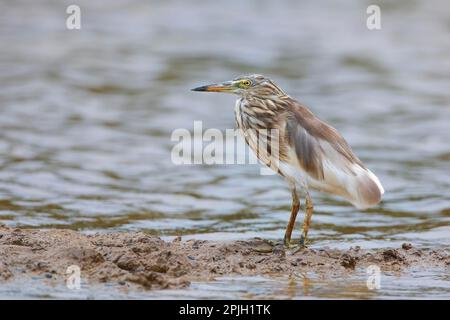 indischer Teichreiher (Ardeola grayii), ausgewachsen, nicht zur Zucht, auf Schlamm stehend, Goa, Indien Stockfoto