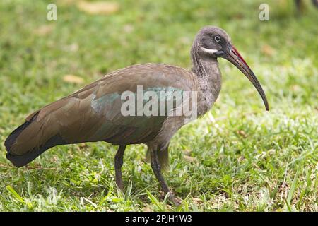 Hadada Hadada ibis (Bostrychia Haggedash), Erwachsener, auf dem Boden, Kenia Stockfoto