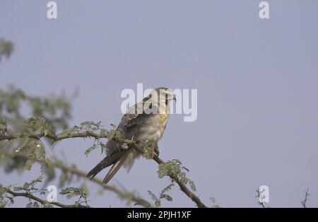 Schwarzflügeldrachen (Elanus caeruleus) Juvenile ruft nach Eltern Stockfoto