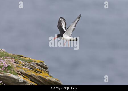 Eurasian Oystercatcher (Haematopus ostralegus), Erwachsener, im Flug, Landung auf einer Klippe, Shetland-Inseln, Schottland, Vereinigtes Königreich Stockfoto