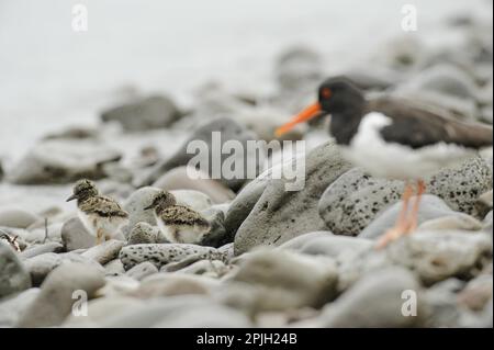 Eurasische eurasische Austernkuh (Haematopus ostralegus) zwei Küken, die bei Regen zwischen Steinen am Strand getarnt wurden, mit einem Erwachsenen im Stockfoto