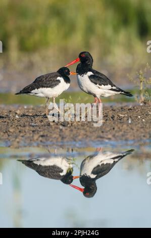 Eurasischer Austernweiher (Haematopus ostralegus), ausgewachsen, Zuchtrupfer, und Jungtiere, die im Morgengrauen auf überflutetem Weideland stehen, Elmley Marshes N. Stockfoto