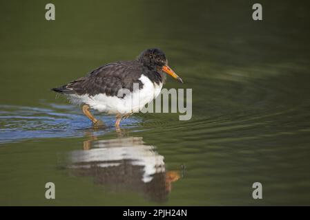 Eurasische austernkuh (Haematopus ostralegus), zwei Wochen alt, im Wasser im Moor waten, Norfolk, England, Vereinigtes Königreich Stockfoto