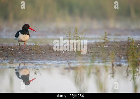 Eurasischer Austernfischer (Haematopus ostralegus), Erwachsener, Zuchtrupfer, im Morgengrauen auf überflutetem Weideland wandern, Elmley Marshes N. N. R. North Kent Stockfoto