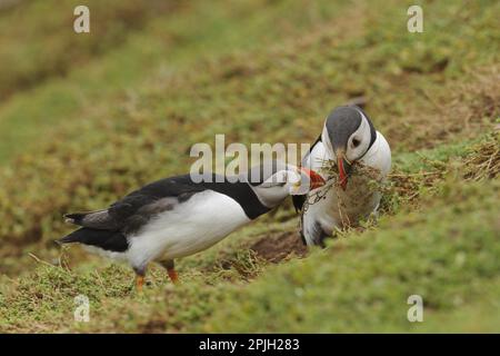 Puffin (Fratercula arctica), erwachsenes Paar, Zuchthupfer, mit Nistmaterial im Schnabel, steht neben einer Höhle auf der Klippe, Skokholm Island Stockfoto