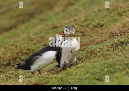 Puffin (Fratercula arctica), erwachsenes Paar, Zuchthupfer, mit Nistmaterial im Schnabel, steht neben einer Höhle auf einer Klippe, Skokholm Island, Pembr Stockfoto