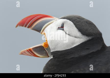 Atlantischer Puffin (Fratercula arctica), Erwachsener, Zuchtspuppe, Nahaufnahme des Kopfes, mit offenem Schnabel, Latrabjarg, Island Stockfoto