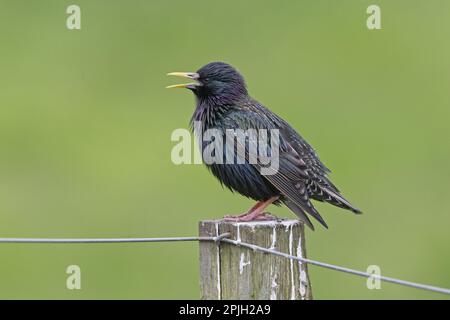 Gewöhnlicher Starling (Sturnus vulgaris zetlandicus) Shetland-Rasse, männlicher Erwachsener, Zuchthupfer, Gesang, auf dem Posten stehend, Shetland Islands, Schottland Stockfoto