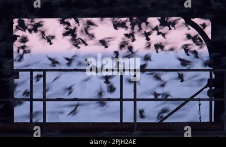 Gewöhnlicher Starling (Sturnus vulgaris), auf der Flucht, unter dem Pier, bei Sonnenuntergang Silhouette, Royal Pier, Aberystwyth, Ceredigion, Wales Stockfoto