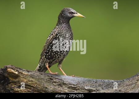 Gewöhnlicher Starling (Sturnus vulgaris), weibliche Erwachsene, Zuchthupferin, auf einem Baumstamm an einem Teich im Wald stehend, Debrecen, Ungarn Stockfoto