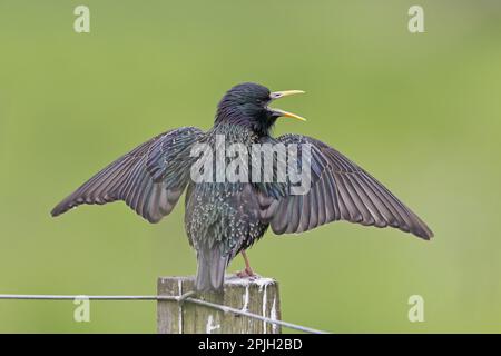 Gemeine Starling (Sturnus vulgaris zetlandicus) Shetland-Rasse, ausgewachsener Mann, Zuchthupfer, Gesang und Ausstellung, auf dem Posten stehend, Shetland Stockfoto