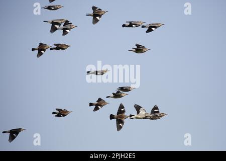 Rotschnabel-Herde Starling (Sturnus sericeus), im Flug, Mai Po Access Road, New Territories, Hongkong, China Stockfoto