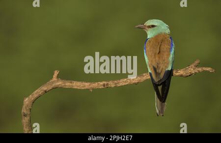 European Roller (Coracias garrulus), Erwachsener, auf einem Ast, Ungarn Stockfoto