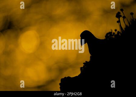 Atlantischer Papageientaucher (Fratercula arctica), Erwachsener, Silhouette auf den Klippen des Meeres, Sonnenuntergang, Sumburgh Head RSPB Reserve, Festland, Shetland Islands, Schottland Stockfoto