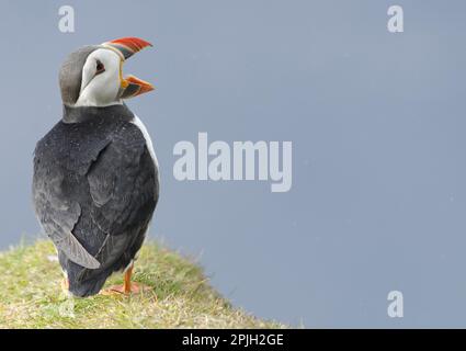 Atlantischer Puffin (Fratercula arctica), Erwachsener, Zucht Gefieder, mit offenem Schnabel, auf der Klippe stehend, Hermaness National Nature Reserve, Unst, Shetland Stockfoto