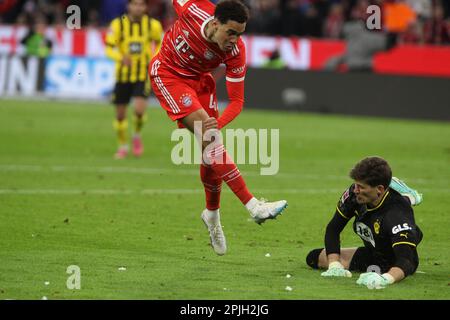 MÜNCHEN, Deutschland. , . 1 Gregor KOBEL, Hüter der BVB gegen 42 Jamal MUSIALA von FCB während des Bundesliga-Fußballspiels zwischen dem FC Bayern Muenchen und dem BVB Dortmund in der Allianz Arena in München am 1. April 2023, Deutschland. DFL, Fussball, 4:2 (Foto und Copyright @ ATP images/Arthur THILL (THILL Arthur/ATP/SPP) Kredit: SPP Sport Press Photo. Alamy Live News Stockfoto