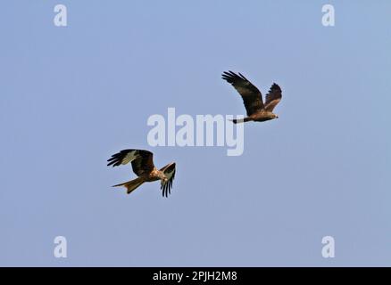 Der rote Drache ist weg, der schwarze Drache rechts Stockfoto