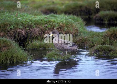 Südamerikanischer Teal, chilenischer Teal, Gelbkopftees (Anas flavirostris), Enten, Gänsevögel, Tiere, Vögel, Gelbblaugrün Stockfoto