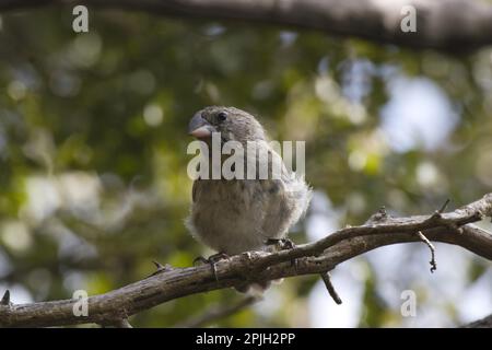 Kleinkaliber Darwin Finch, Kleinkaliber Darwin Finch, Darwin Finch, Tangaries, Singvögel, Tiere, Vögel, mittelgroße Baumfinken auf Floreana Island Stockfoto