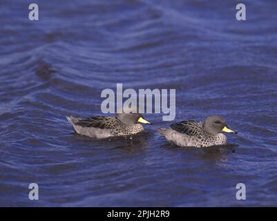 Südamerikanischer Teal, chilenischer Teal, Gelbkopftees (Anas flavirostris), Enten, Gänsevögel, Tiere, Vögel, Gesprenkeltes oder Gelbblaugrün Stockfoto