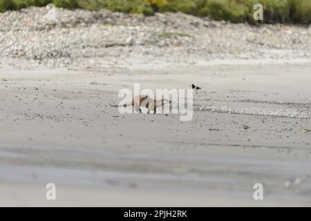 Europäischer Otter (Lutra lutra), männlicher Erwachsener, Spaziergang am Sandstrand, mit eurasischem eurasischem Austernfischer (Haematopus ostralegus) im Hintergrund Stockfoto