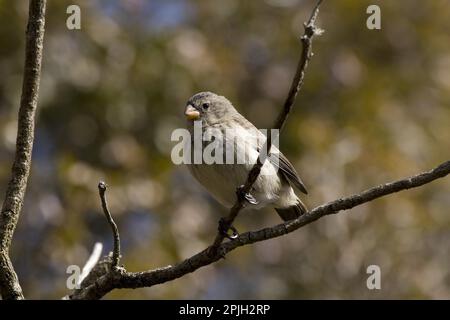 Kleinschnabelfink, Kleinschnabelfink, Darwinfinch, Tangaren, Singvögel, Tiere, Vögel, mittelgroße Baumfinken auf floreana Insel Galapagos Stockfoto