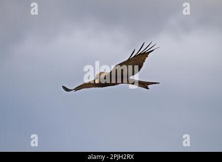 Parasitus, Parasitendrachen, Gelbschnabeldrachen (Milvus aegyptius), Schwarzer Drachen, Schwarzer Drachen, Drachen, Greifvögel, Tiere, Vögel, Gelbflossen Stockfoto