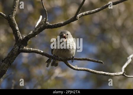 Kleinschnabelfink, Kleinschnabelfink, Darwinfinch, Tangaren, Singvögel, Tiere, Vögel, mittelgroße Baumfinken auf der Insel Floreana, Galapagos Stockfoto