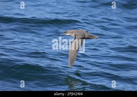 Balearische Schafe (Puffinus mauretanicus), Erwachsener, im Flug über Meer, Marokko Stockfoto