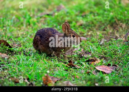 Sumpfkaninchen (Sylvilagus palustris), Erwachsener, Wakodahatchee Wetlands, Delray Beach, Florida, USA Stockfoto