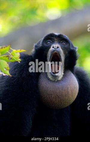 Siamang (Symphalangus syndactylus), Porträt eines Erwachsenen, Südostasien Stockfoto